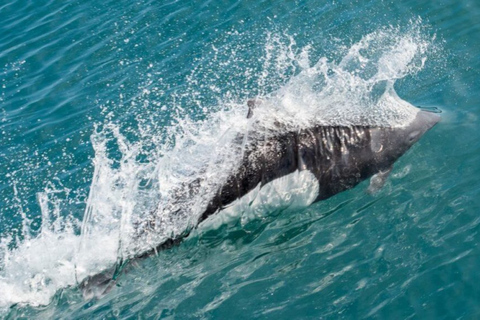 Seward: Spring Wildlife Guided Cruise