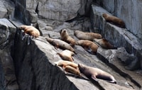 Seward, voorjaars wilde dieren begeleide cruise met koffie en thee - Housity