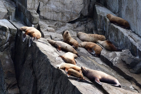 Seward: Spring Wildlife Guided Cruise