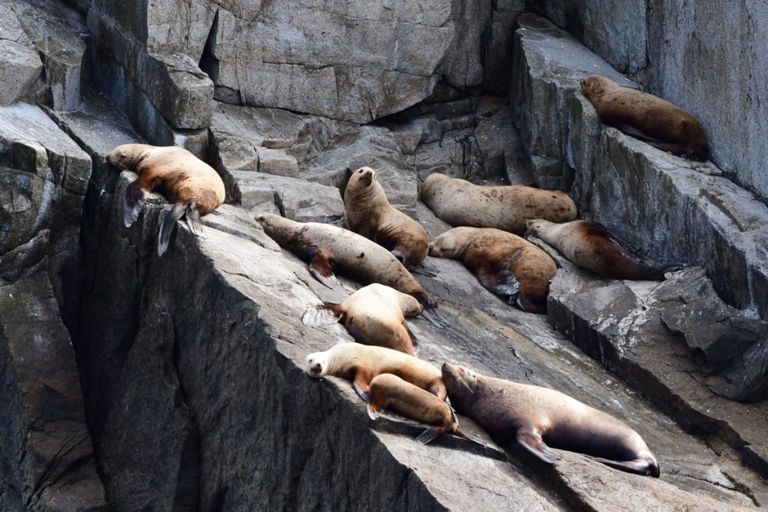 Seward: Spring Wildlife Guided Cruise