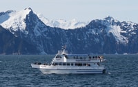 Seward, voorjaars wilde dieren begeleide cruise met koffie en thee - Housity