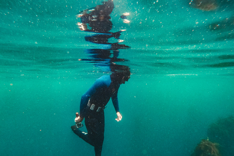 Kaapstad: begeleid snorkelen in het Great African Sea Forest