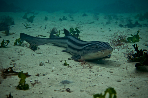 Kaapstad: begeleid snorkelen in het Great African Sea Forest