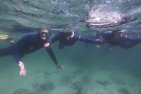 Le Cap : plongée en apnée guidée dans la Great African Sea Forest