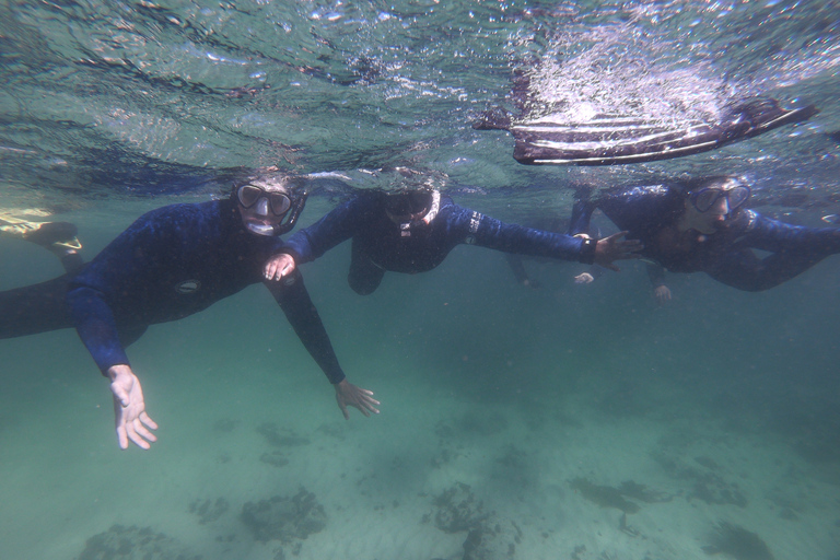 Cidade do Cabo: Snorkel guiado pela Great African Sea Forest