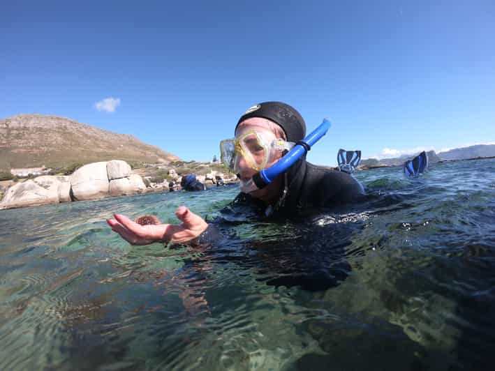 Cape Town Great African Sea Forest Guided Snorkel GetYourGuide