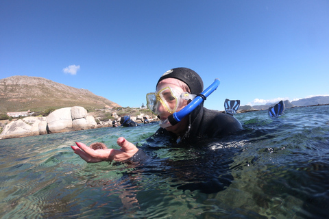 Cidade do Cabo: Snorkel guiado pela Great African Sea Forest