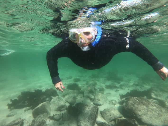 Cape Town Great African Sea Forest Guided Snorkel GetYourGuide