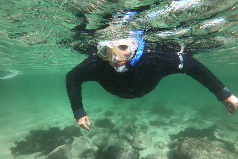 Kaapstad: begeleid snorkelen in het Great African Sea Forest