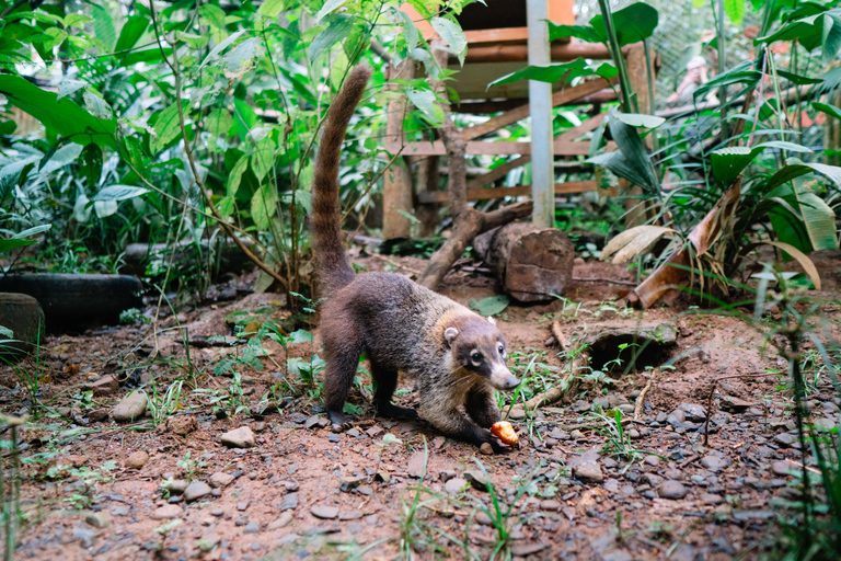 Manuel Antonio: Volunteer for a Day at a Wildlife Sanctuary Manuel Antonio: KSTR Wildlife Sanctuary Volunteering Day