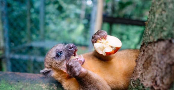 Manuel Antonio: Volunteer for a Day at a Wildlife Sanctuary