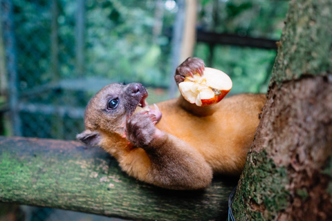 Manuel Antonio: Volunteer for a Day at a Wildlife Sanctuary Manuel Antonio: KSTR Wildlife Sanctuary Volunteering Day