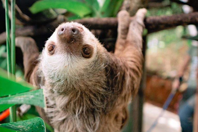 Manuel Antonio: Volunteer for a Day at a Wildlife Sanctuary Manuel Antonio: KSTR Wildlife Sanctuary Volunteering Day