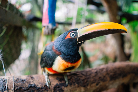 Manuel Antonio: Volunteer for a Day at a Wildlife Sanctuary Manuel Antonio: KSTR Wildlife Sanctuary Volunteering Day