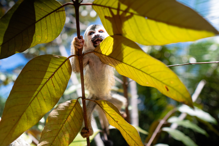 Manuel Antonio: Volunteer for a Day at a Wildlife Sanctuary Manuel Antonio: KSTR Wildlife Sanctuary Volunteering Day