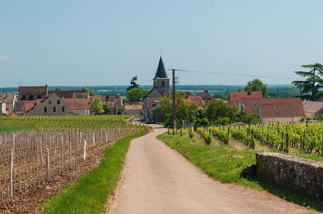 Visit Vosne-Romanée Private Vineyards Walking Tour with Tasting in Dijon