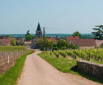 Vosne-Romanée: privéwandeling door wijngaarden met proeverij
