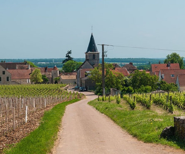 Vosne-Romanée: Private Vineyards Walking Tour with Tasting