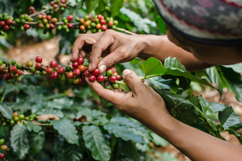 Nairobi: Fairview Coffee Estate Tour z degustacją i odbiorem