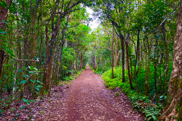 Black River Gorges National Park: Eco Adventure Day Tour