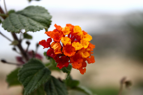 Malta or Gozo: Mistra Valley & Selmun Palace Private Hike