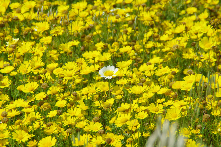 Malta or Gozo: Mistra Valley & Selmun Palace Private Hike