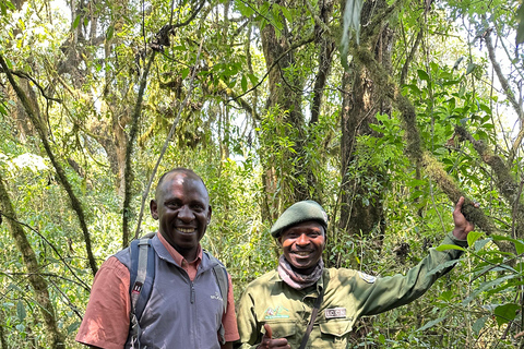 3-tägiges Kongo (DRC) Tiefland-Gorilla-Tracking ab Ruanda