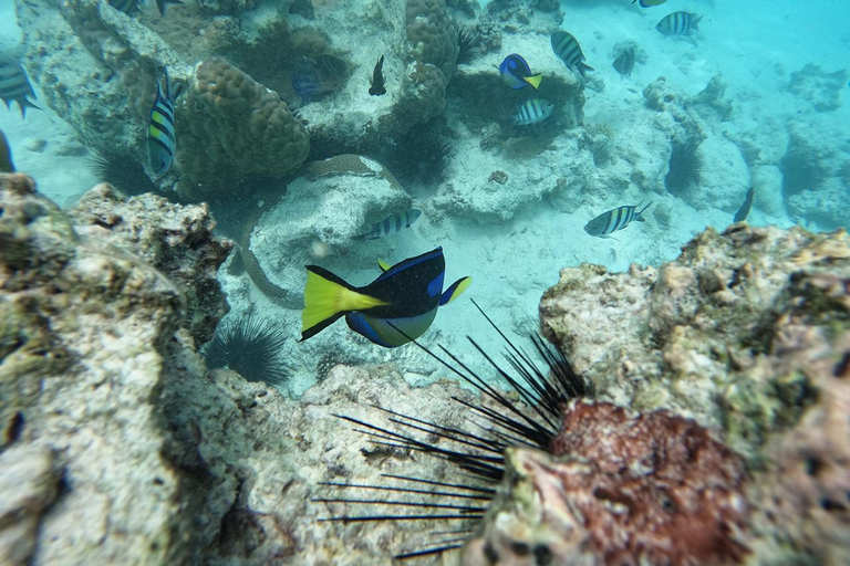 Sansibar: Mnemba Island, Schnorcheln und Schwimmen mit Delfinen