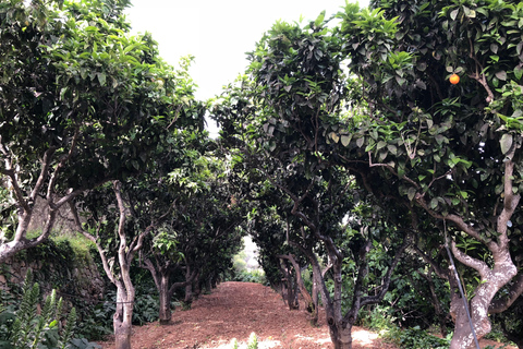 Malta: privé-natuurtour Buskett Woodlands & Dingli CliffsMalta: natuurwandeling door Buskett Woodlands en Dingli Cliffs