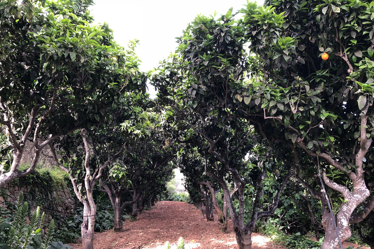 Malta: Buskett Woodlands & Dingli Cliffs Nature Walking Tour