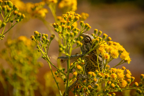 Malta: privé-natuurtour Buskett Woodlands & Dingli CliffsMalta: natuurwandeling door Buskett Woodlands en Dingli Cliffs