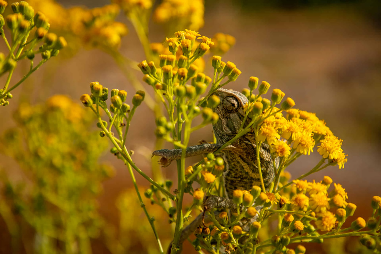 Malta: Buskett Woodlands & Dingli Cliffs Nature Walking Tour