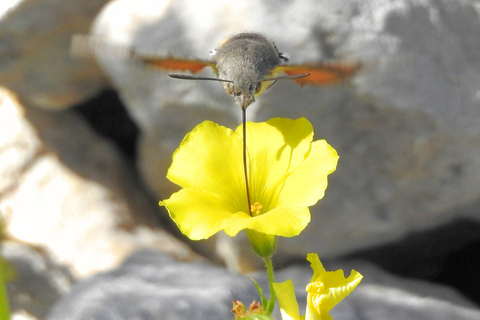 Tour particular pela natureza em Buskett Woodlands e Dingli CliffsSem almoço embalado