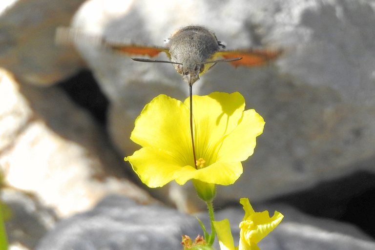 Malta: Buskett Woodlands & Dingli Cliffs Nature Walking Tour