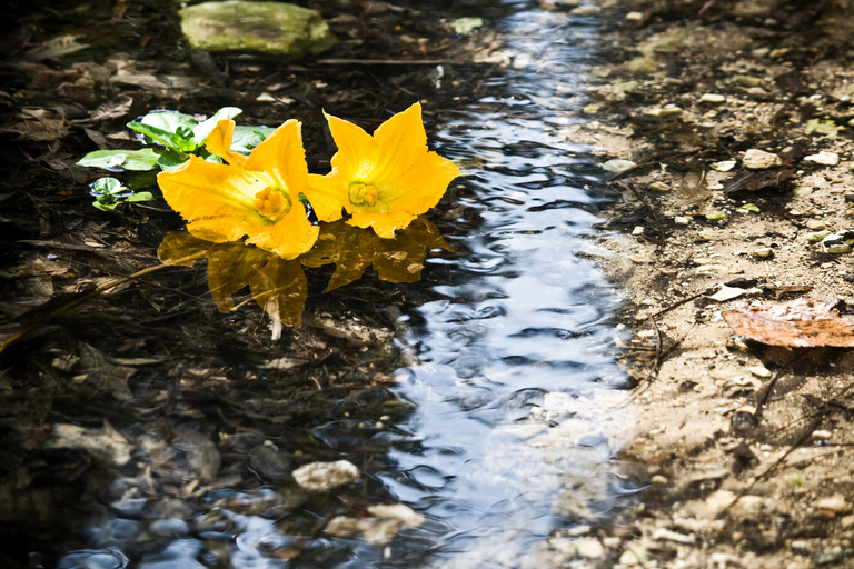 Malta: Buskett Woodlands & Dingli Cliffs Nature Walking Tour