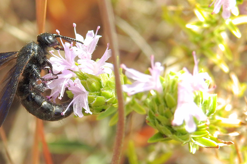 Privat naturtur i Busketts skogar och Dingli CliffsUtan medhavd lunch