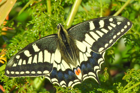 Malta: Buskett Woodlands & Dingli Cliffs Nature Walking Tour