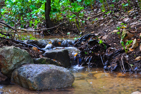 Tour particular pela natureza em Buskett Woodlands e Dingli CliffsSem almoço embalado