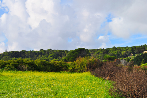 Malta: privé-natuurtour Buskett Woodlands & Dingli CliffsMalta: natuurwandeling door Buskett Woodlands en Dingli Cliffs