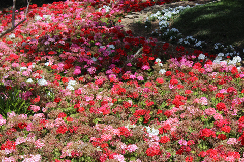 Tour particular pela natureza em Buskett Woodlands e Dingli CliffsSem almoço embalado