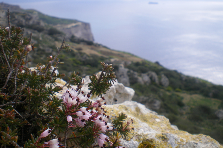 Malte : Visite privée de la nature dans les bois de Buskett et les falaises de DingliMalte: visite à pied de la forêt de Buskett et des falaises de Dingli