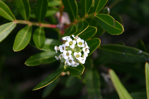 Malta: privé-natuurtour Buskett Woodlands & Dingli CliffsMalta: natuurwandeling door Buskett Woodlands en Dingli Cliffs