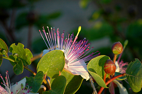 Tour particular pela natureza em Buskett Woodlands e Dingli CliffsSem almoço embalado