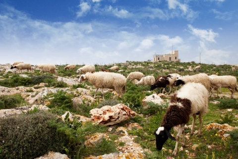 Malte : Visite privée de la nature dans les bois de Buskett et les falaises de DingliMalte: visite à pied de la forêt de Buskett et des falaises de Dingli