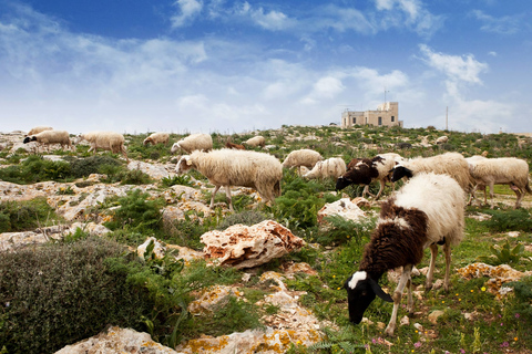 Malta: Buskett Woodlands & Dingli Cliffs Nature Walking Tour