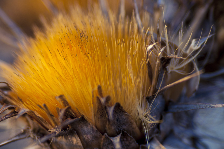 Malta: Buskett Woodlands & Dingli Cliffs Nature Walking Tour