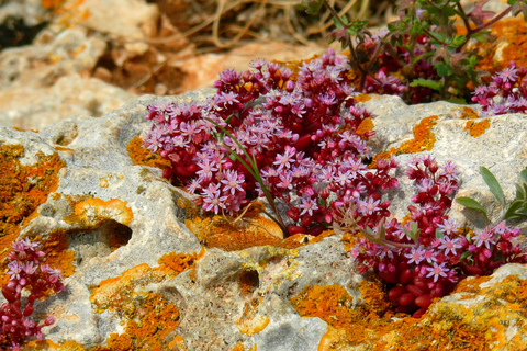 Tour particular pela natureza em Buskett Woodlands e Dingli CliffsSem almoço embalado