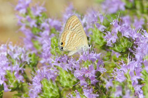 Privat naturtur i Busketts skogar och Dingli CliffsUtan medhavd lunch