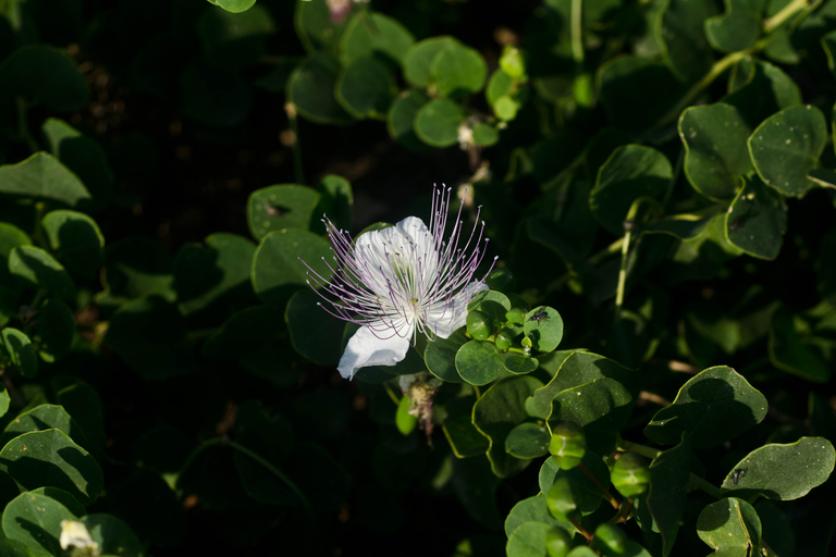 Malta: Private South Coast Nature Hiking Tour with Pickup