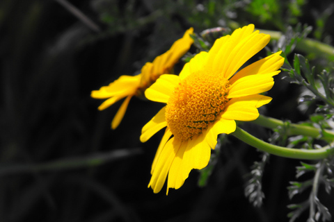 Malta: privéwandeling door de natuur langs de zuidkust met vervoerMalta: privé natuurwandeling langs de zuidkust met ophaalservice